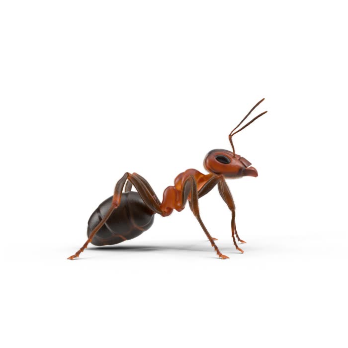 Ants