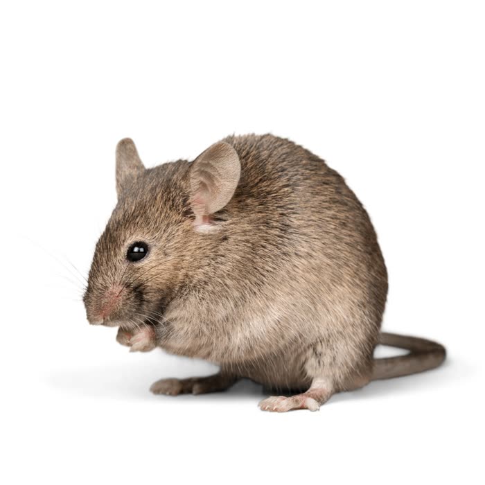 Rodents